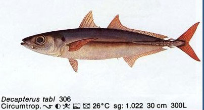 Decapterus tabl
